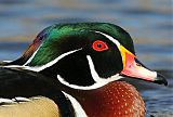 Wood Duck